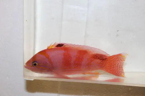 Bimaculatus Anthias-Pair 1
