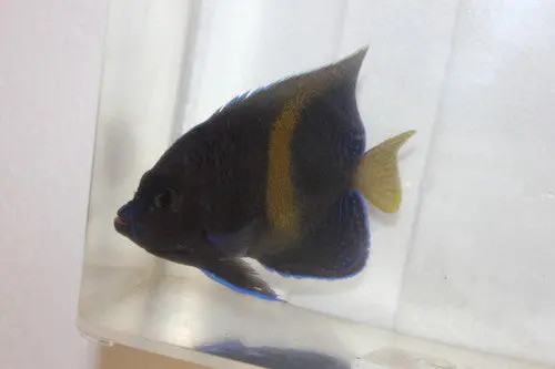 Maculosus Angel (Kenya) - 4" 1