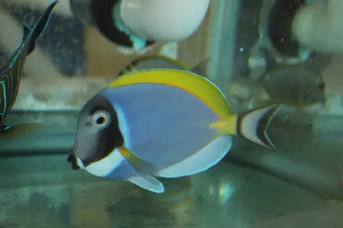 Powder Blue Tang-Show Size(7-8”) 1