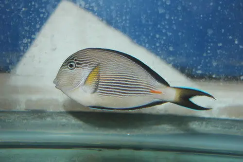 Sohal Tang (Red Sea)-7-8" 1