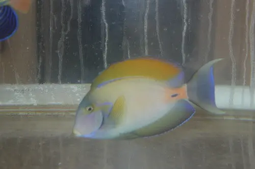 Fowler Tang (7" Streamer Male) 1