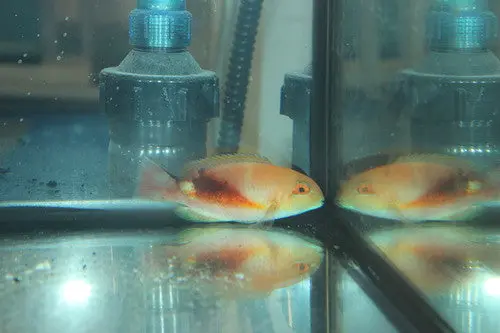 Purple Eyebrowed Tuskfish (Choerodon Zamboangae) 5-6" 1