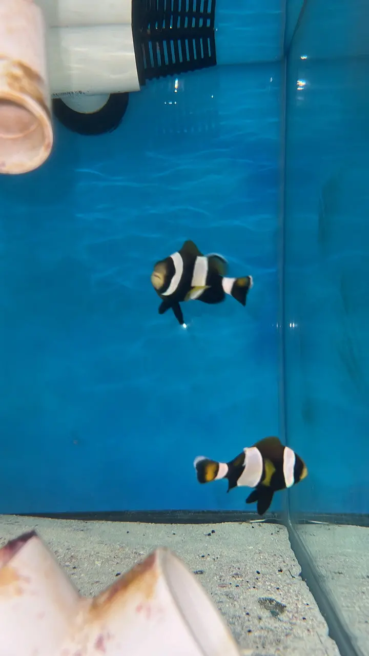 Latz Clownfish | Amphiprion Latezonatus (Wc Pair) 1