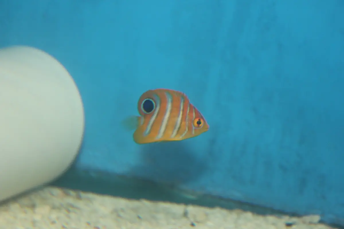 Regal Angel (Indo)  (2” Juv) 1