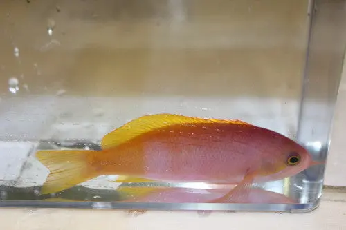Pictilis Anthias-Female (Australia) 1