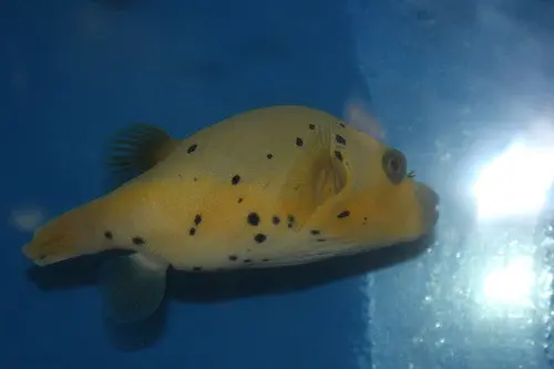 Dog Face Puffer-Black And Gold (6-7") 1
