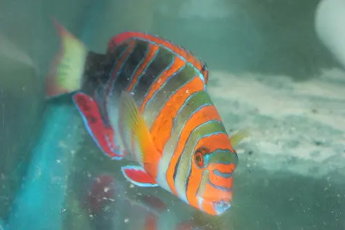 Australian Harlequin Tusk | Lienardella Fasciata (Australia) 9" 1