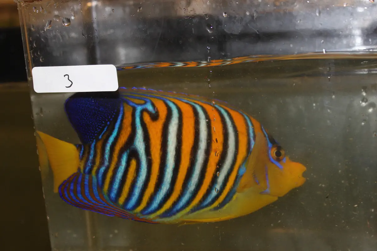 Madagascar Regal Angel (Yellow Belly)-Misbar 3 (4") 1