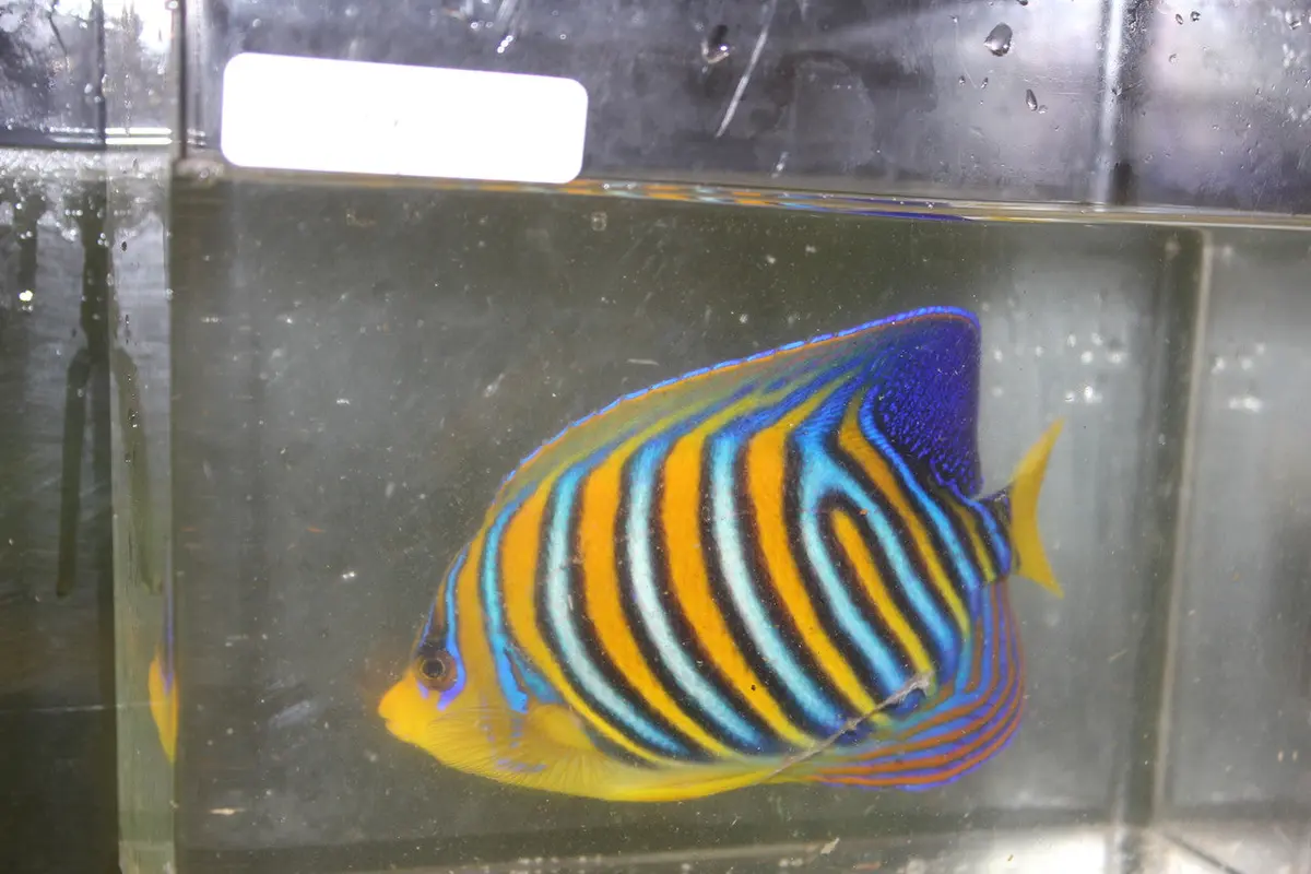 Madagascar Regal Angel (Yellow Belly)-Misbar 4 (4") 2