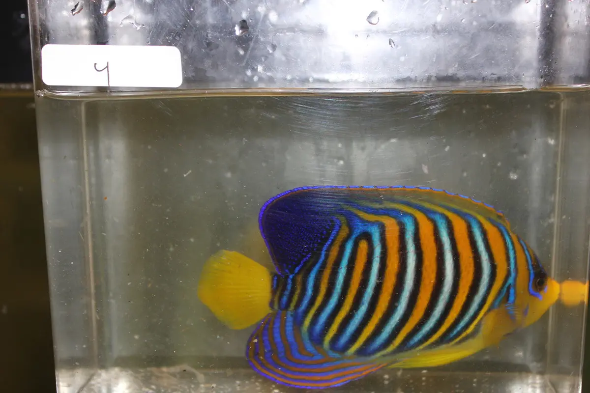 Madagascar Regal Angel (Yellow Belly)-Misbar 4 (4") 1