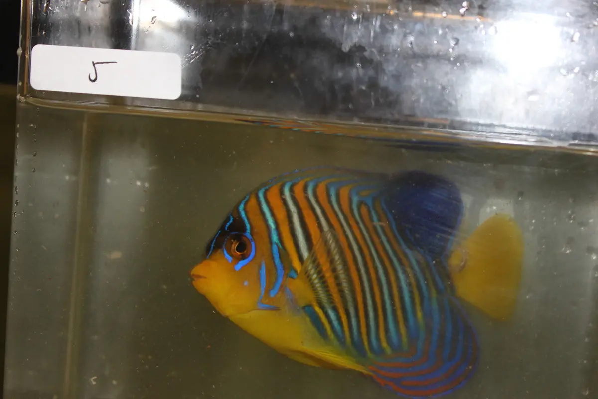 Madagascar Regal Angel (Yellow Belly)-Misbar 5 (4") 1