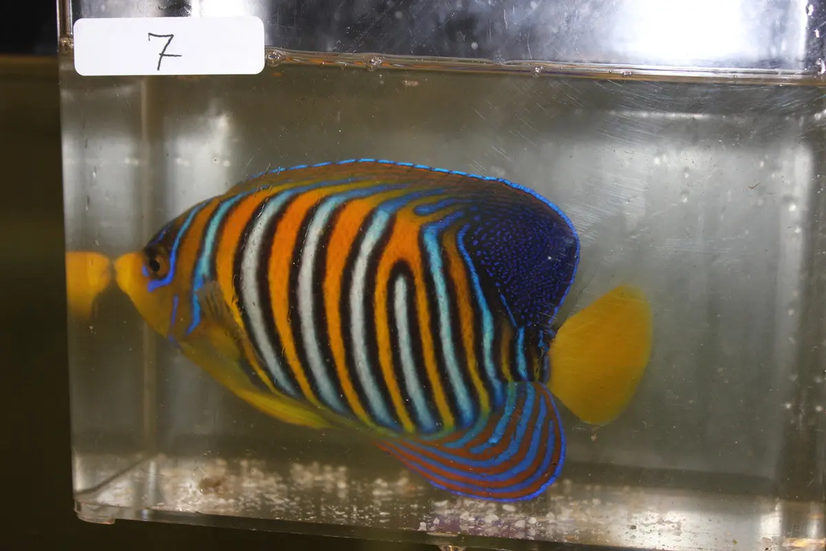 Madagascar Regal Angel (Yellow Belly)-Misbar 7 (4") 1