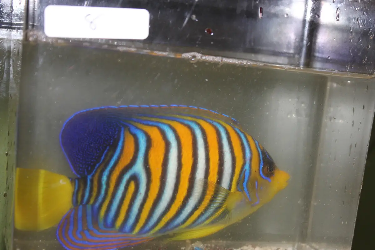 Madagascar Regal Angel (Yellow Belly)-Misbar 8 (4") 1
