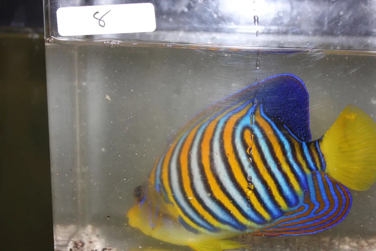 Madagascar Regal Angel (Yellow Belly)-Misbar 8 (4") 2