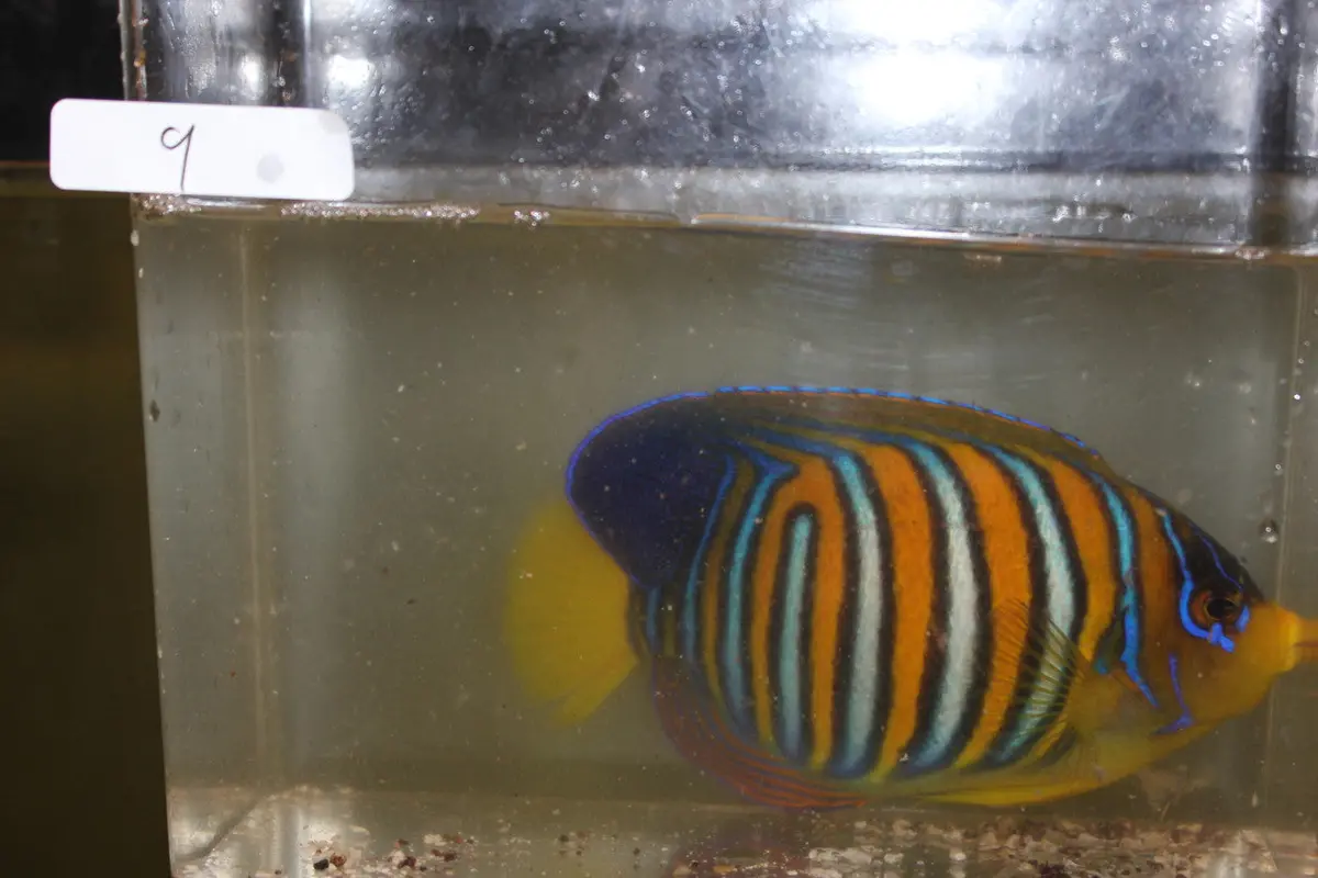 Madagascar Regal Angel (Yellow Belly)-Misbar 9 (4") 2