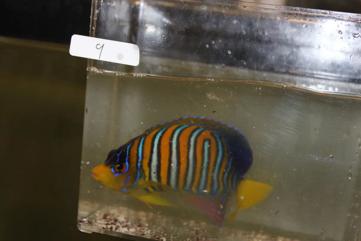 Madagascar Regal Angel (Yellow Belly)-Misbar 9 (4") 1