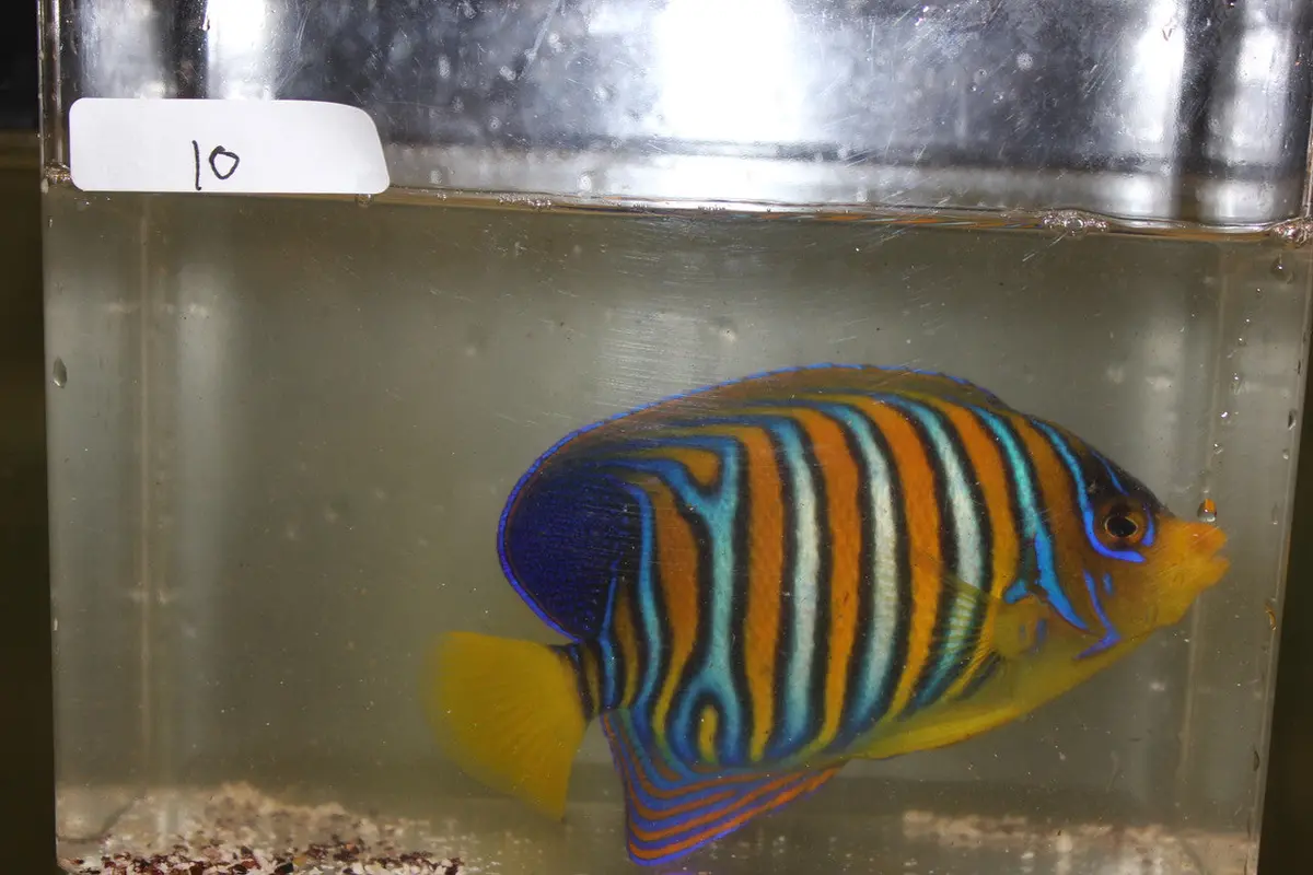 Madagascar Regal Angel (Yellow Belly)-Misbar 10 (4") 2