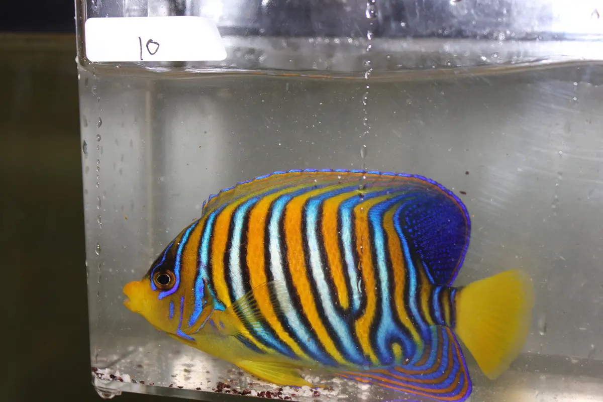 Madagascar Regal Angel (Yellow Belly)-Misbar 10 (4") 1