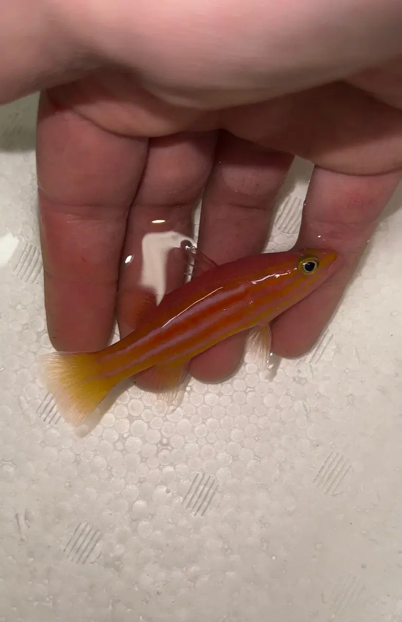 African Reef Basslet | Liopropoma Africanum 1