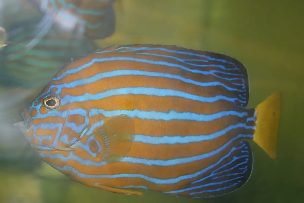 Blue Line Angel | Chaetodontoplus Septentrionalis (5-6") 1