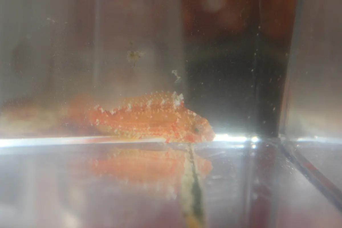 Greenblotch Parrot | Sparisoma Atomarium (Reef Safe, 1-2") 1