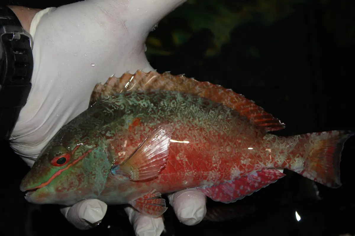 Redband  Parrotfish |  Sparisoma Aurofrenagtum (10") 1