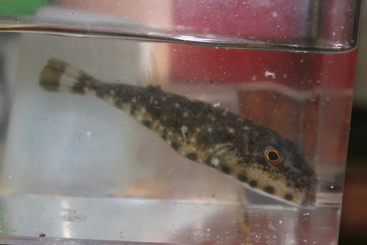 Bandtail Puffer (Sphoeroides Spengleri) (6") 1