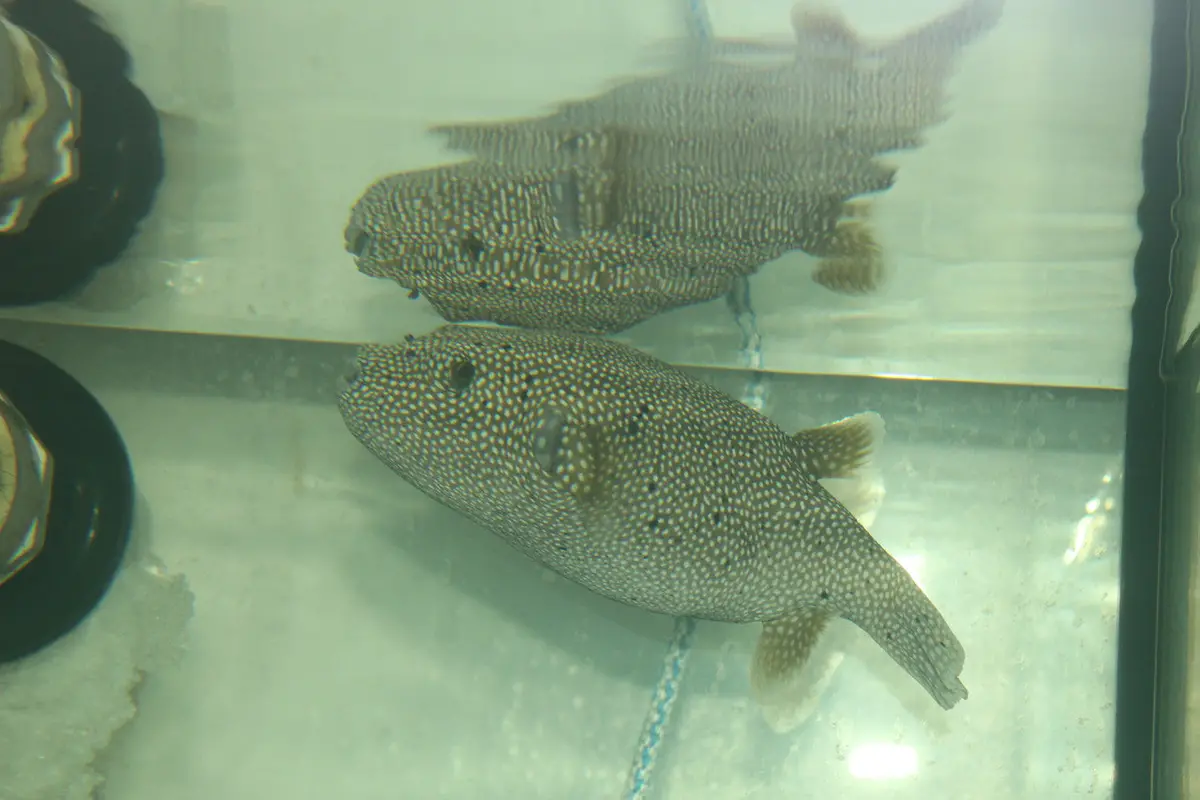 Guinea Fowl Puffer  (8") 1