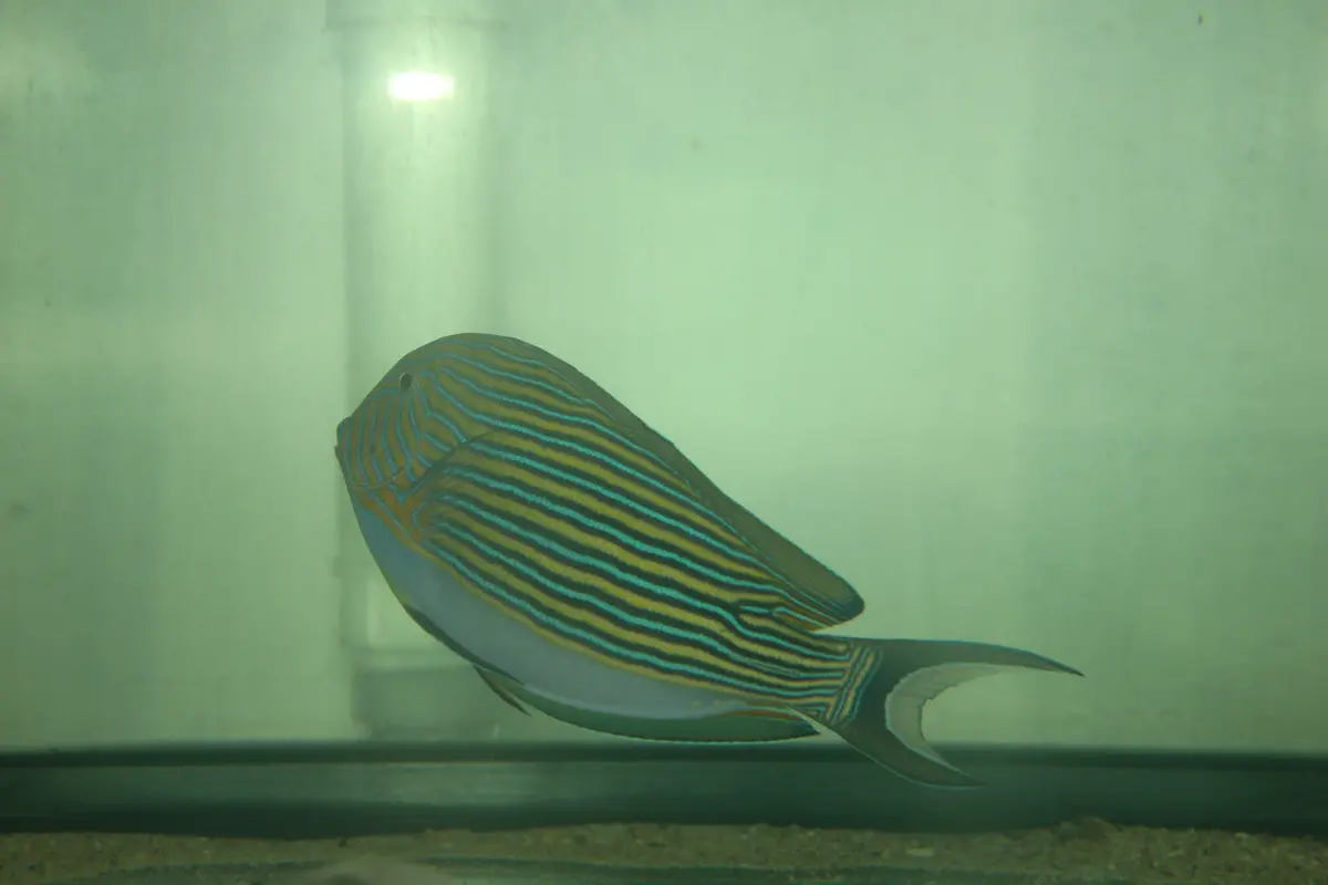 Clown Tang 7-8" 1