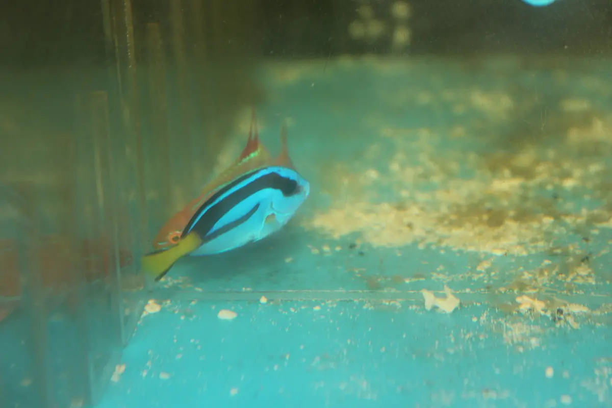 Blue Hippo Tang 1"-Yellow Belly 1
