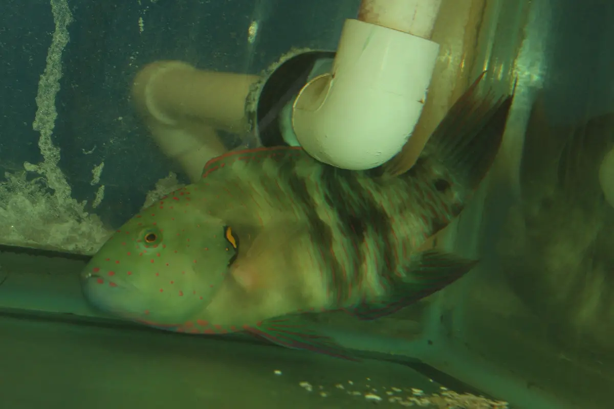 Broomtail Wrasse (Red Sea) 7-8" 1