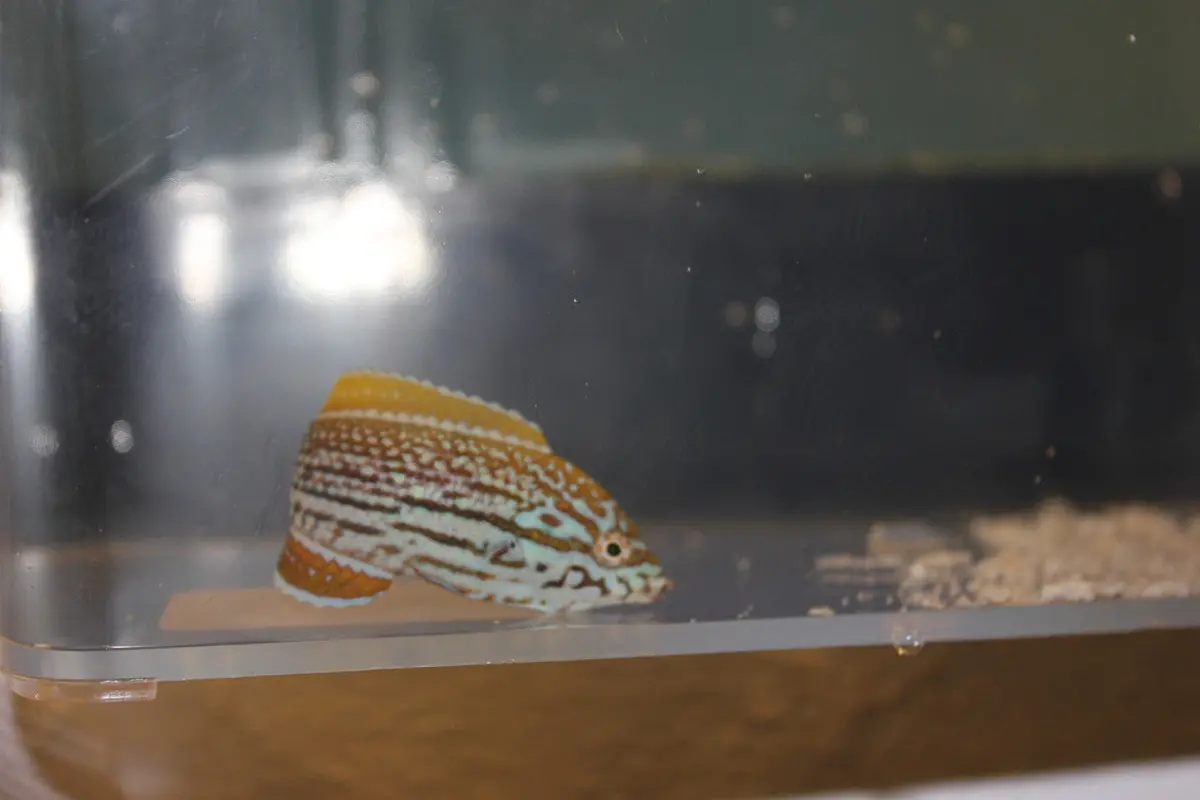 Lennardi Wrasse (2" Juv) 1