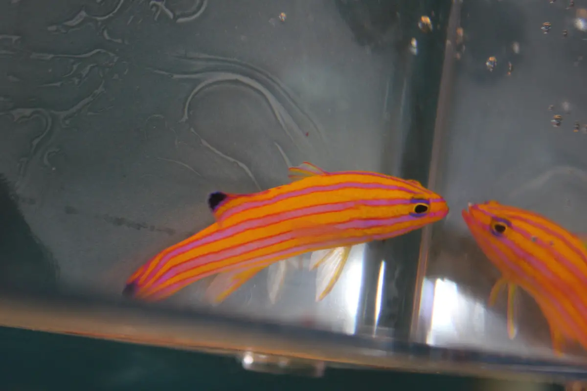 Candy Basslet | Liopropoma Carmabi Mated Pair 1