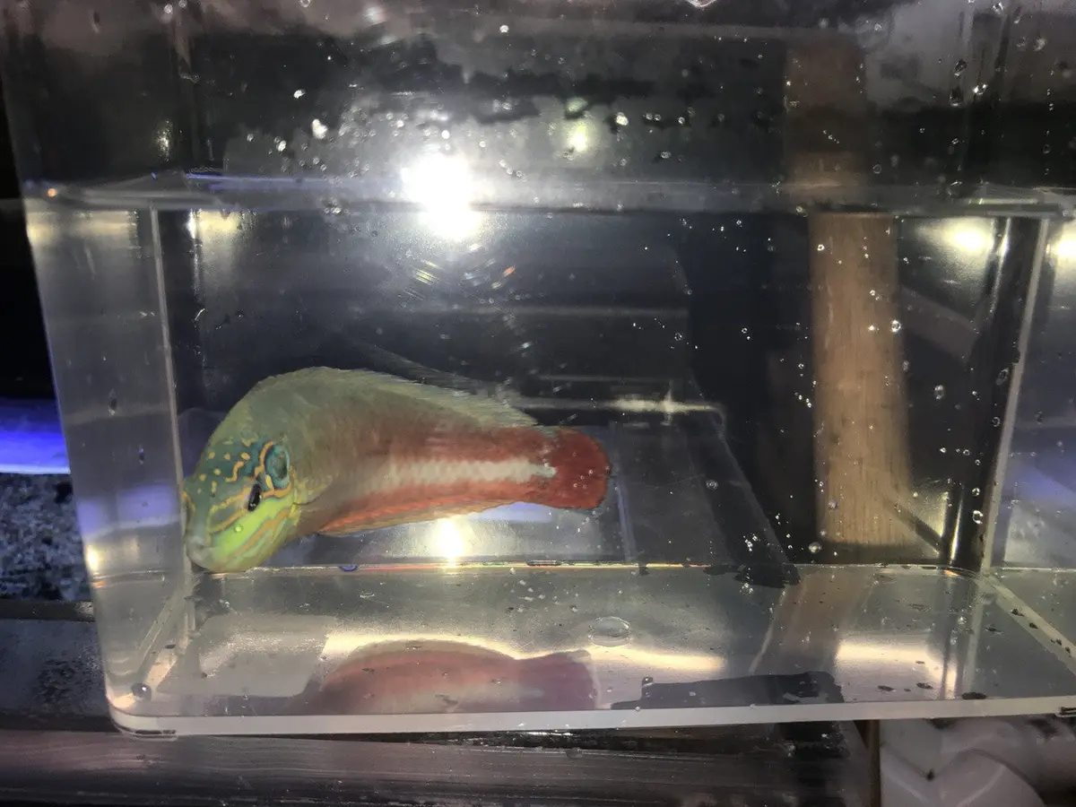 Supermale Earmuff Wrasse (Halichoeres Melasmapomus) 1