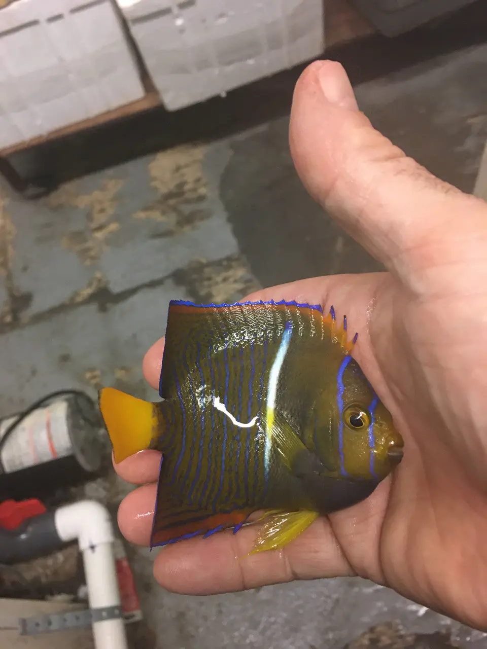 Passer Angelfish (4") 1