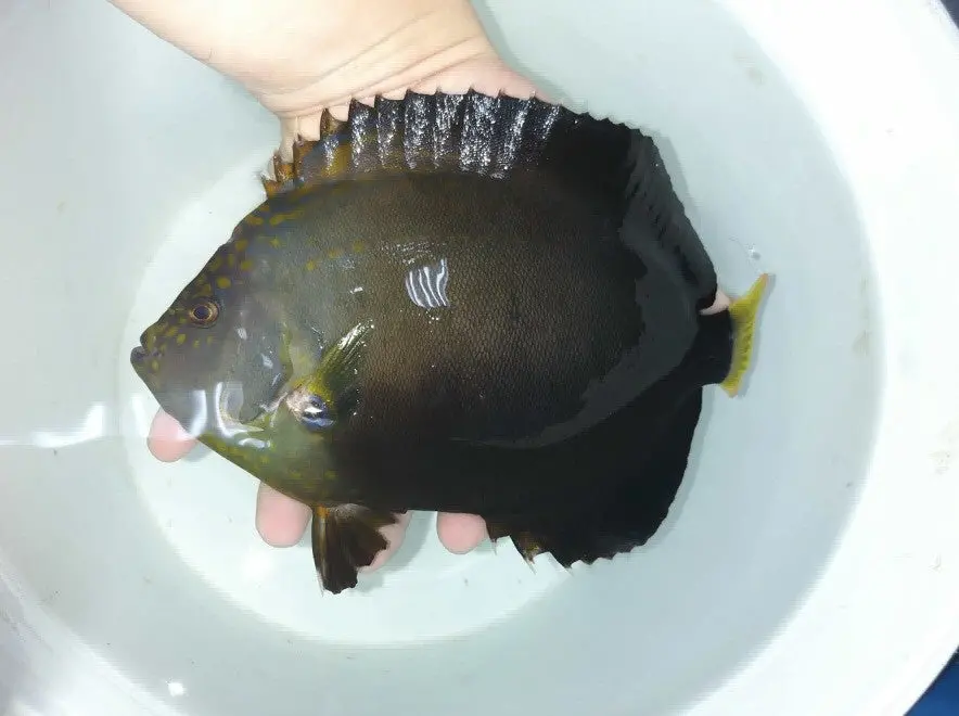 Maze (Orange Face) Angel (Chaetodontoplus Chrysocephalus) 6" (#2) 1
