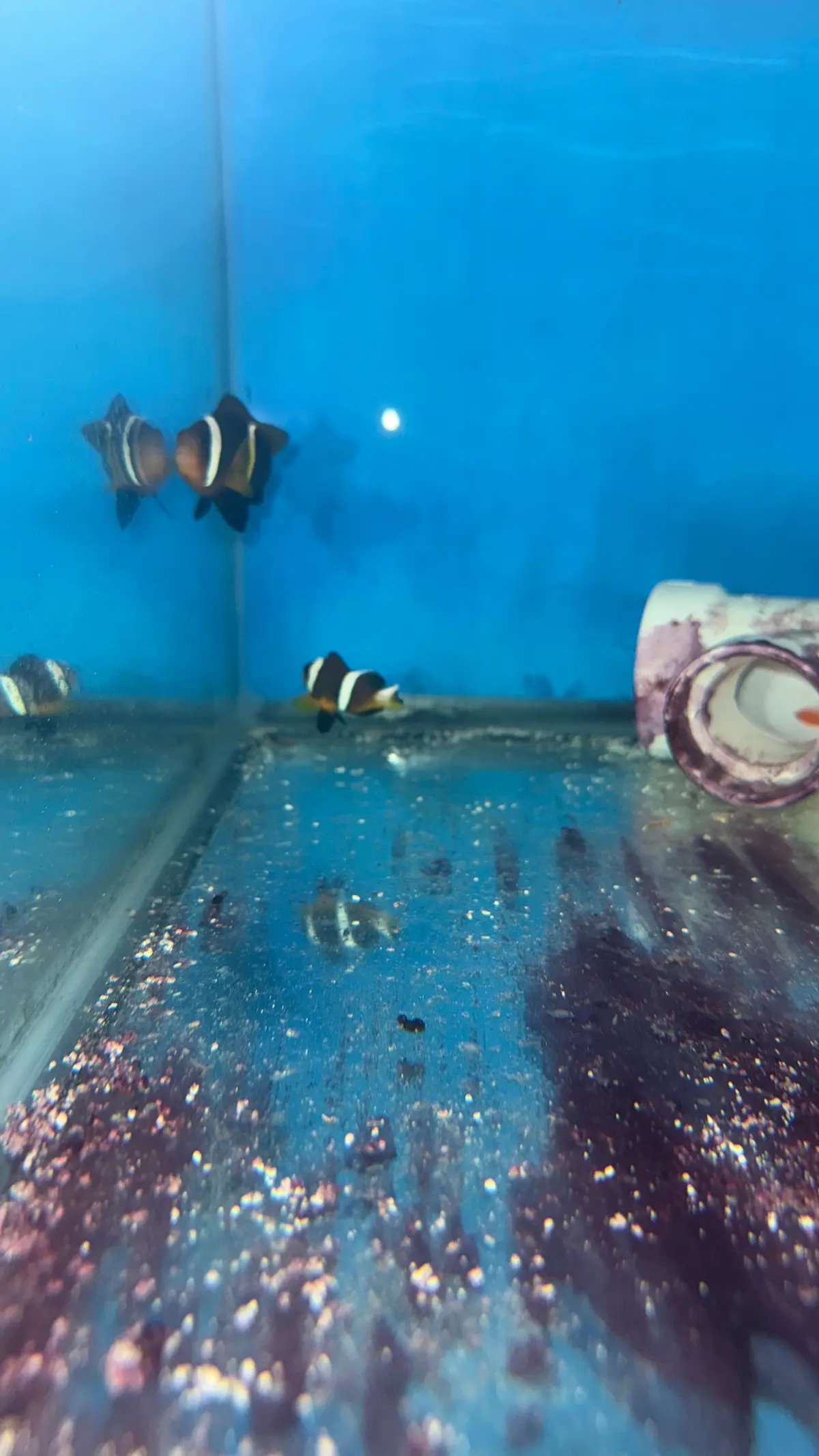 Oman Clownfish Pair |  Amphiprion Omanensis 1