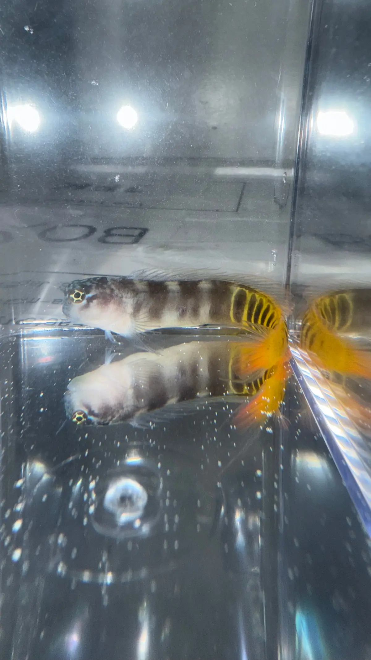 Oman Gulf Blenny | Ecsenius Pulcher 1