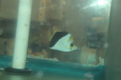 Yellow Crowned Butterfly Hybrid (Chaetodon Flavacoronotus/Tinkeri) (3-4") 1