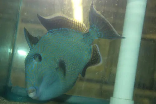 Blue Line (Fuscus) Triggerfish-Red Sea (10”) 1