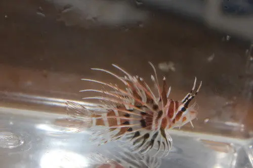 Hawaiian Barberi Lion | Dendrochirus Barberi (3") 1