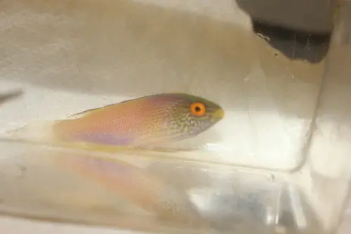 Rhomboid Fairy Wrasse-2-3" Female 1