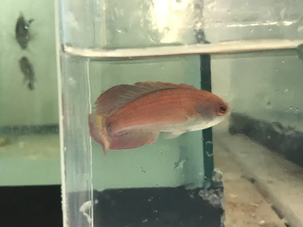 Red Sea 8 Line Flasher Wrasse (Paracheilinus Octotaenia) Sub Male 1