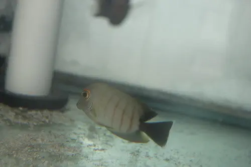Eibli Mimic Tang 1
