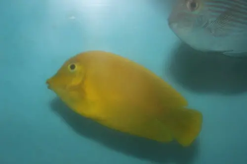 Yellow Mimic Tang 1