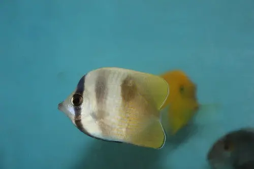 Klein's Butterflyfish 1