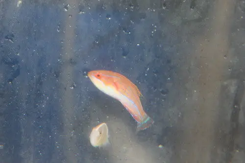 Carpenter Flasher Wrasse 1