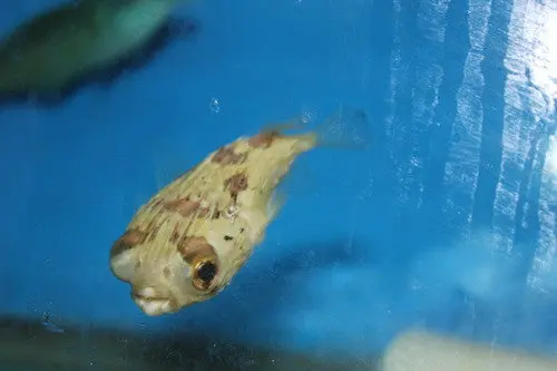Porcupine Pufferfish 4-6" 1