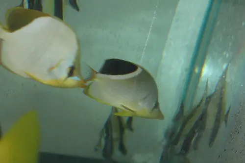 Saddleback Butterflyfish (3-4") 1