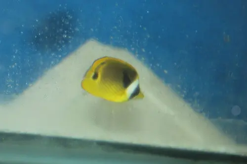 Raccoon Butterflyfish (2") 1